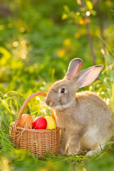 春の花の背景に卵のバスケットと イースターのウサギです かわいいウサギ屋外のカード — ストック写真