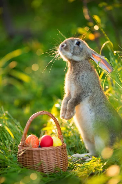 复活节兔子与一篮子鸡蛋在春天花背景 可爱的野兔户外卡 — 图库照片