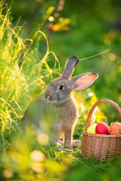 Velikonoční Zajíček Košíkem Vajec Jarní Květiny Pozadí Karta Roztomilé Zajíc — Stock fotografie
