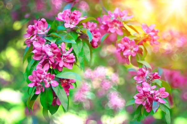 Spring First Flowers Blooming Landscape Background Springtime Summertime — Stock Photo, Image