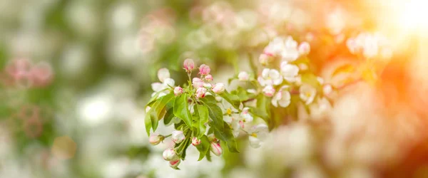 Primavera Primeras Flores Paisaje Floreciente Fondo Primavera Verano — Foto de Stock