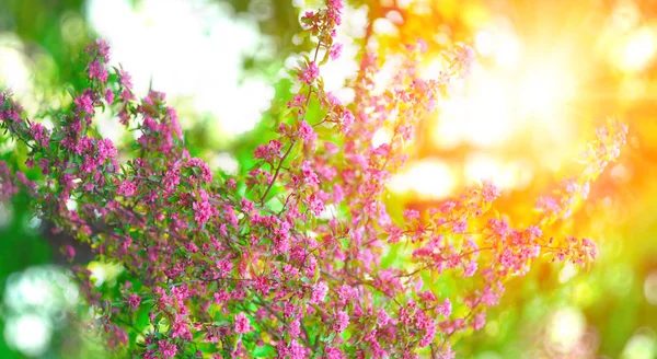 Első Tavaszi Virágok Virágzó Táj Háttérben Tavasszal Vagy Nyáron — Stock Fotó