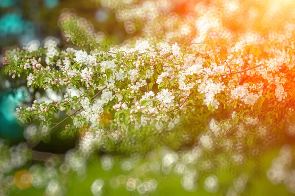 Frühling Erste Blüten Blühende Landschaft Hintergrund Frühling Oder Sommer — Stockfoto