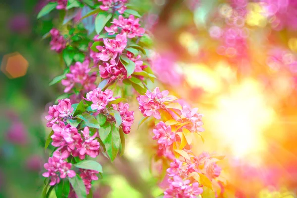 春天的第一朵花 绽放的风景 背景在春天或夏天 — 图库照片