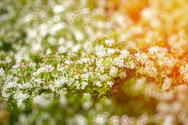 Весняні Перші Квіти Квітучий Пейзаж Фон Весняний Або Літній Час — стокове фото