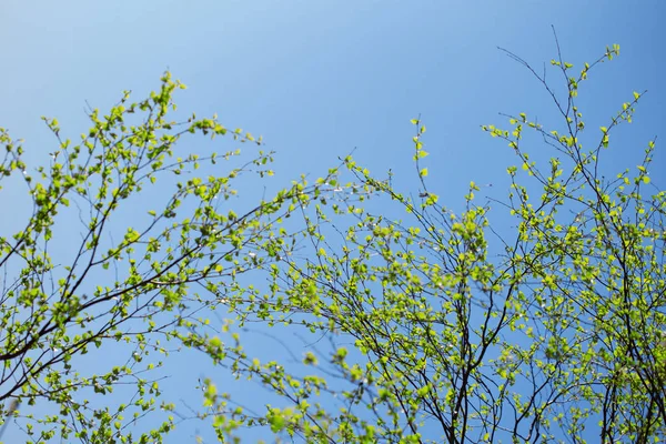 Erstes Frühlingshaftes Laub Blühende Landschaft Hintergrund Frühling Oder Sommer — Stockfoto