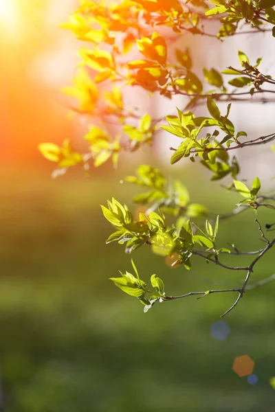 第一春天的新鲜叶子 绽放的风景 背景在春天或夏天 — 图库照片