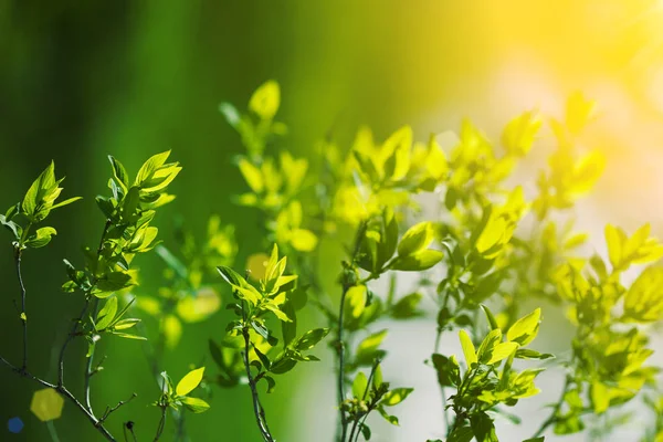 First Spring Fresh Leaves Blooming Landscape Background Springtime Summertime — Stock Photo, Image