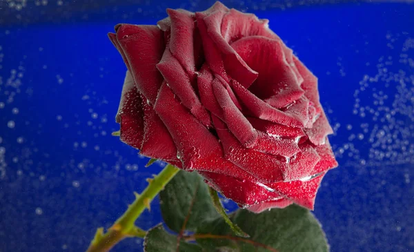 玫瑰在泡泡 花和水 化妆品 香水的概念 — 图库照片