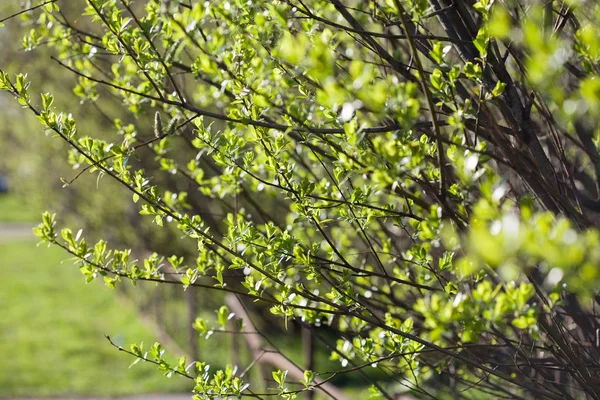 Raz Pierwszy Wiosną Świeżych Liści Kwitnący Krajobraz Tło Wiosna Lub Obraz Stockowy