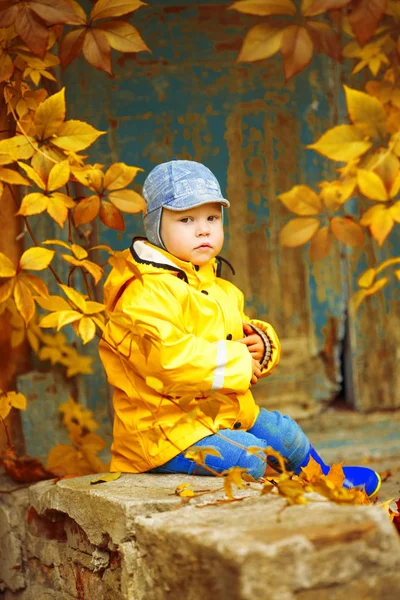 Little Boy Background Autumn Park Child Maple Leaf Fall Scene — Stock Photo, Image