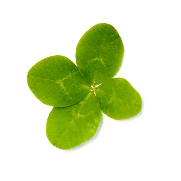 Four Leaf Clover Plant Leaves Symbol Luck Happiness Success Joy — Stock Photo, Image