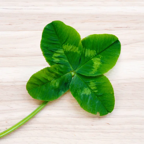 Trébol Cuatro Hojas Una Planta Con Hojas Símbolo Suerte Felicidad — Foto de Stock