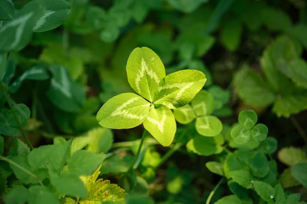 Dört Yapraklı Yonca Yaprakları Olan Bir Bitki Şans Mutluluk Başarı — Stok fotoğraf