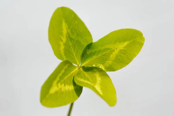 Trevo Quatro Folhas Uma Planta Com Folhas Símbolo Sorte Felicidade — Fotografia de Stock