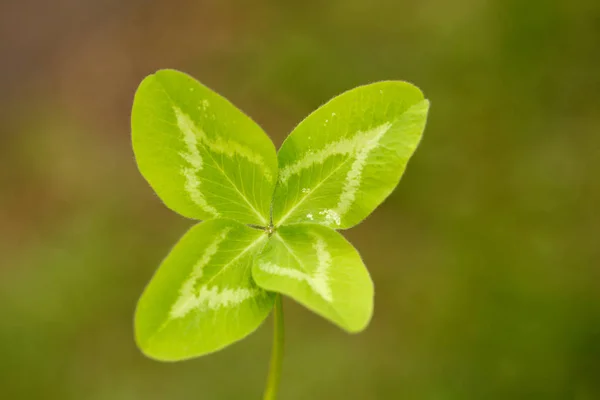 四叶三叶草 有4叶的植物 象征幸运 帕特里克节主题的概念 — 图库照片