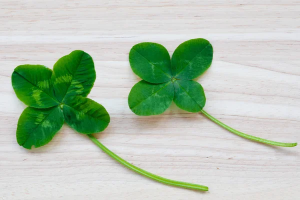 Trébol Cuatro Hojas Una Planta Con Hojas Símbolo Suerte Felicidad Imagen De Stock