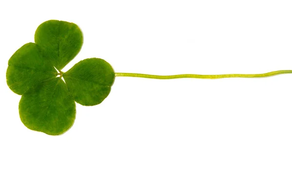 Trébol Cuatro Hojas Una Planta Con Hojas Símbolo Suerte Felicidad Fotos De Stock