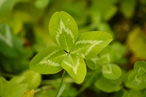 Trevo Quatro Folhas Uma Planta Com Folhas Símbolo Sorte Felicidade — Fotografia de Stock