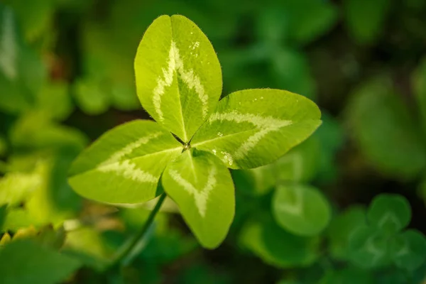 四叶三叶草 有4叶的植物 象征幸运 帕特里克节主题的概念 — 图库照片