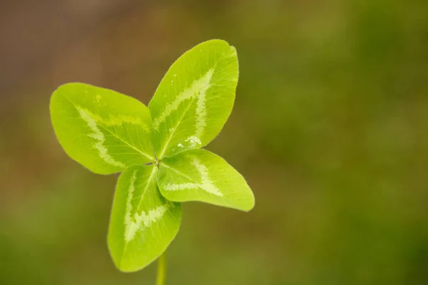 Dört Yapraklı Yonca Yaprakları Olan Bir Bitki Şans Mutluluk Başarı — Stok fotoğraf