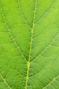 Görüntü güzel doğal arka hakkında