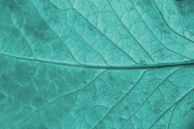 Görüntü güzel doğal arka hakkında