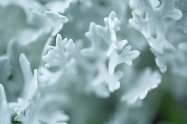 Görüntü güzel doğal arka hakkında