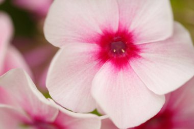 Görüntü güzel doğal arka hakkında