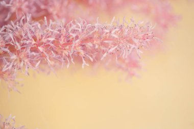 Görüntü güzel doğal arka hakkında