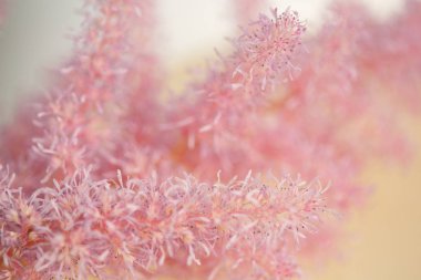 Görüntü güzel doğal arka hakkında