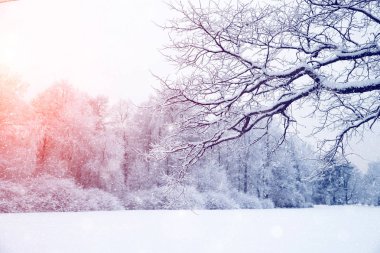 Kış harikalar diyarı sahne arka plan, manzara. Ağaçlar, orman içinde kar. Noel, yeni yıl zaman