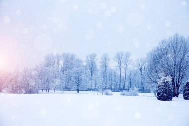 Kış harikalar diyarı sahne arka plan, manzara. Ağaçlar, orman içinde kar. Noel, yeni yıl zaman