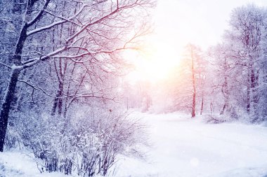 Kış harikalar diyarı sahne arka plan, manzara. Ağaçlar, orman içinde kar. Noel, yeni yıl zaman