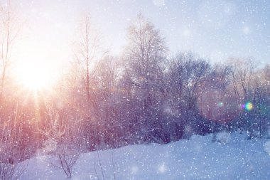 Kış harikalar diyarı sahne arka plan, manzara. Ağaçlar, orman içinde kar. Noel, yeni yıl zaman