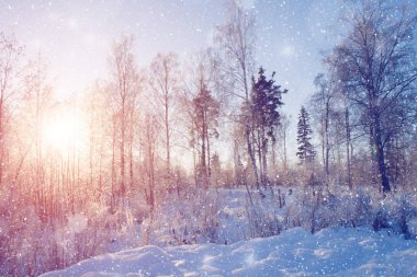 Winter wonderland scene background, landscape. Trees, forest in snow. Christmas, New Year time clipart