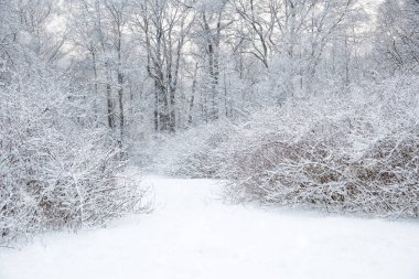 Kış harikalar diyarı sahne arka plan, manzara. Ağaçlar, orman içinde kar. Noel, yeni yıl zaman