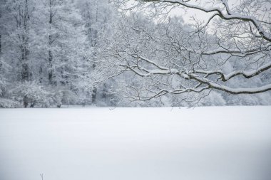 Kış harikalar diyarı sahne arka plan, manzara. Ağaçlar, orman içinde kar. Noel, yeni yıl zaman