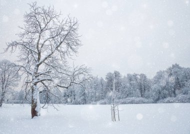 Kış harikalar diyarı sahne arka plan, manzara. Ağaçlar, orman içinde kar. Noel, yeni yıl zaman