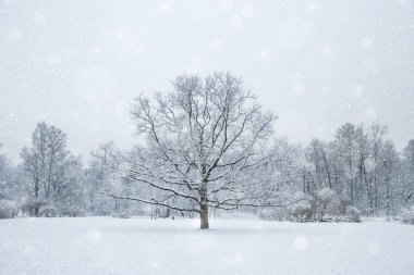 Kış harikalar diyarı sahne arka plan, manzara. Ağaçlar, orman içinde kar. Noel, yeni yıl zaman