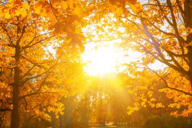 Sonbahar, sonbahar, yapraklar. Bulanık arka planda sonbahar yaprakları olan bir ağaç dalı. Sonbahar mevsiminde manzara