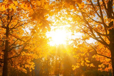 Sonbahar, sonbahar, yapraklar. Bulanık arka planda sonbahar yaprakları olan bir ağaç dalı. Sonbahar mevsiminde manzara