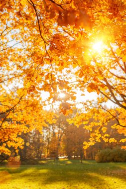 Sonbahar, sonbahar, yapraklar. Bulanık arka planda sonbahar yaprakları olan bir ağaç dalı. Sonbahar mevsiminde manzara