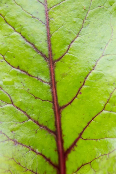 Imagen Sobre Hermoso Fondo Natural —  Fotos de Stock