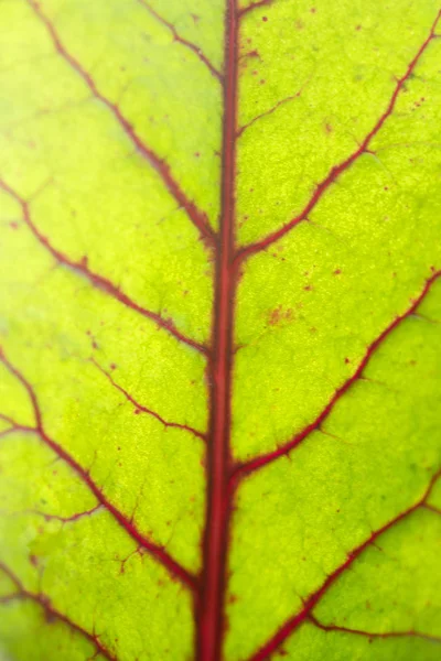 Imagen Sobre Hermoso Fondo Natural —  Fotos de Stock