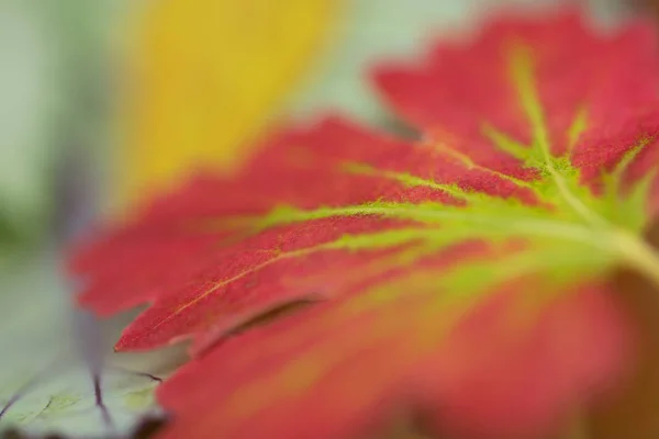 Immagine Bellissimo Sfondo Naturale — Foto Stock