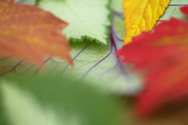 Imagen Sobre Hermoso Fondo Natural — Foto de Stock