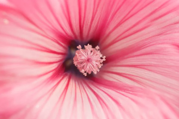 Imagem Sobre Belo Fundo Natural — Fotografia de Stock