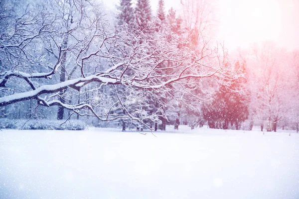 Winter Wonderland Scen Bakgrund Landskap Träd Skog Snö Jul Nyår — Stockfoto