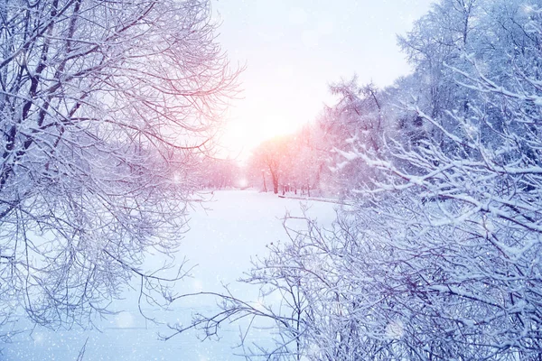 Winter Wonderland Scène Achtergrond Landschap Bomen Bossen Sneeuw Kerstmis Nieuwjaar — Stockfoto